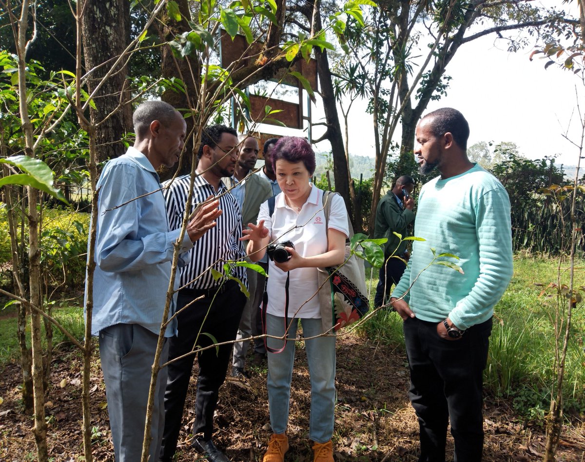 A #JICA team working on promoting tourism in #Ethiopia visited Jimma – an area considered to be the birthplace of coffee. The team engaged in discussions with officials from the Jimma Tourism Office on how to integrate the history and current cultivation of #coffee with #tourism.