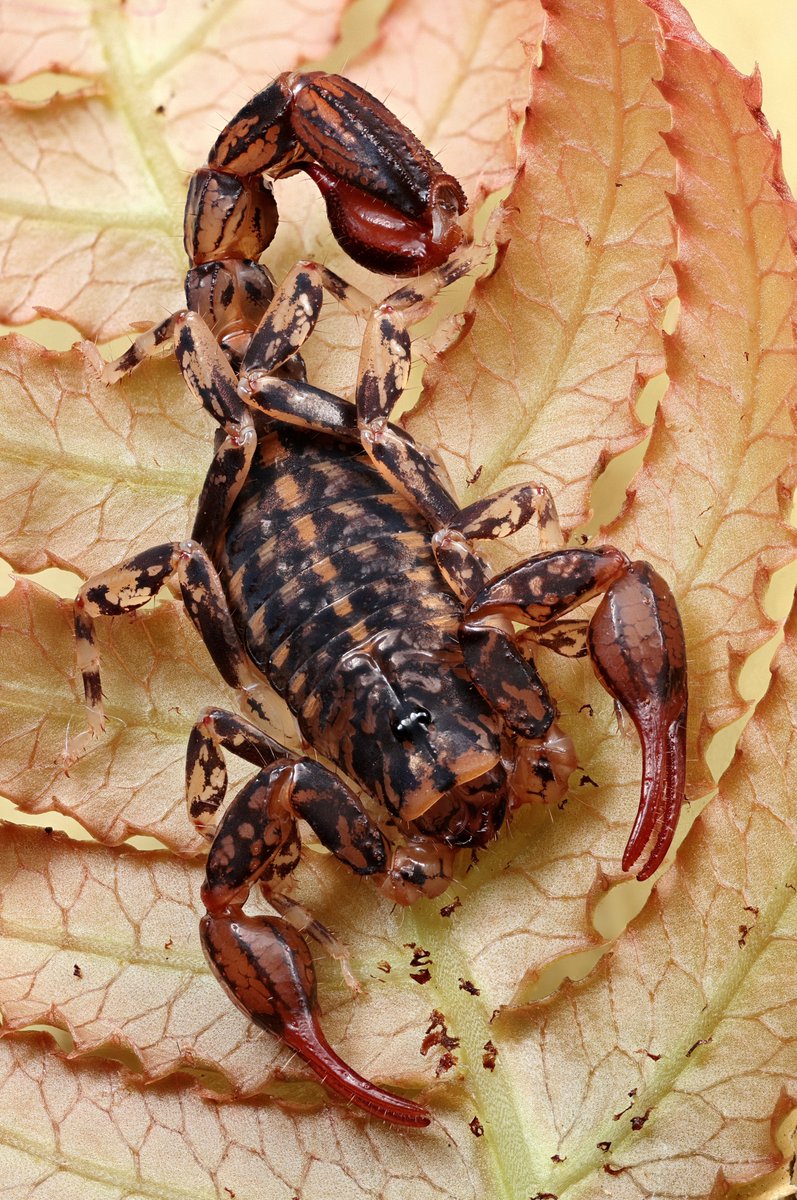 Marbled scorpion - Lychas marmoreus Woy Woy Bay NSW Australia