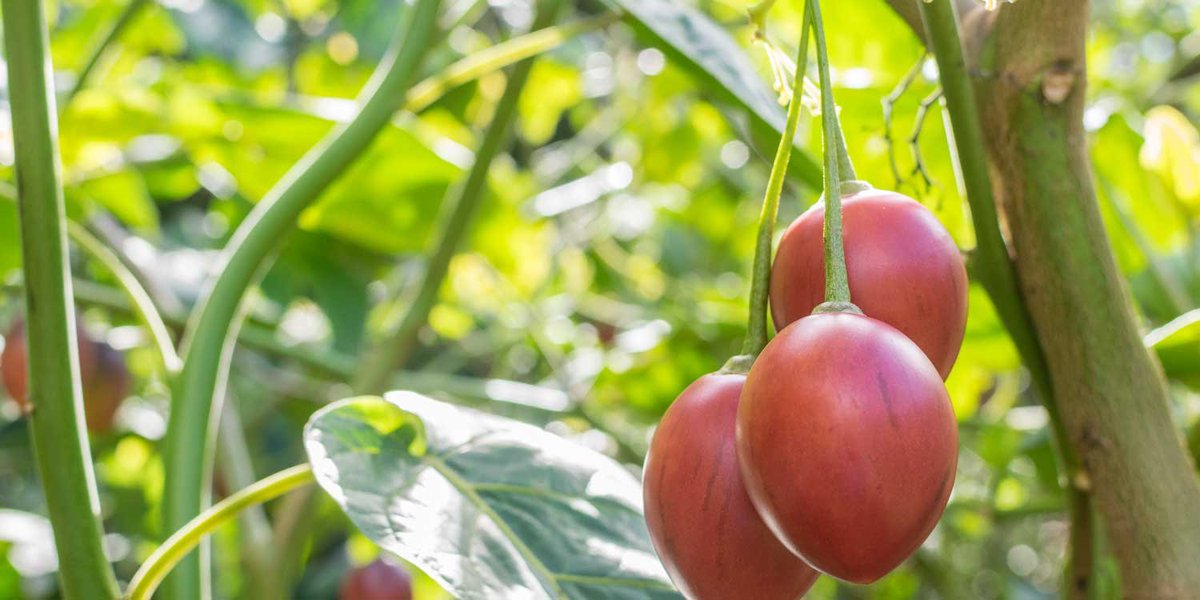 300 Kg of tree tomatoes are currently available for sale to a farmer in @GicumbiDistrict , Miyove sector at the price of 800 Rw/kg. You can purchase directly from the farmer by visiting our website at ehaho.rw/products/ibiny… or by contacting us via phone at +250786506040.