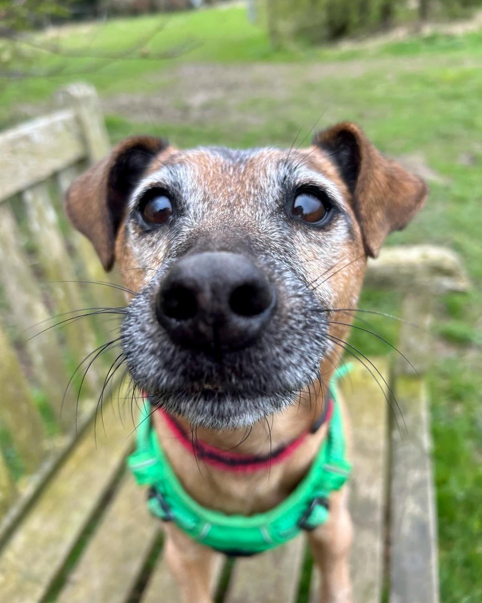 Give little Dexter a BOOP to see you through to the weekend! 😁

Meet him here👉 bit.ly/49YxxTf

#RescueDog #AdoptDontShop #AdoptADog #Boop #Terrier #BoopMyNose #Leeds #DogOfTheDay @DogsTrust