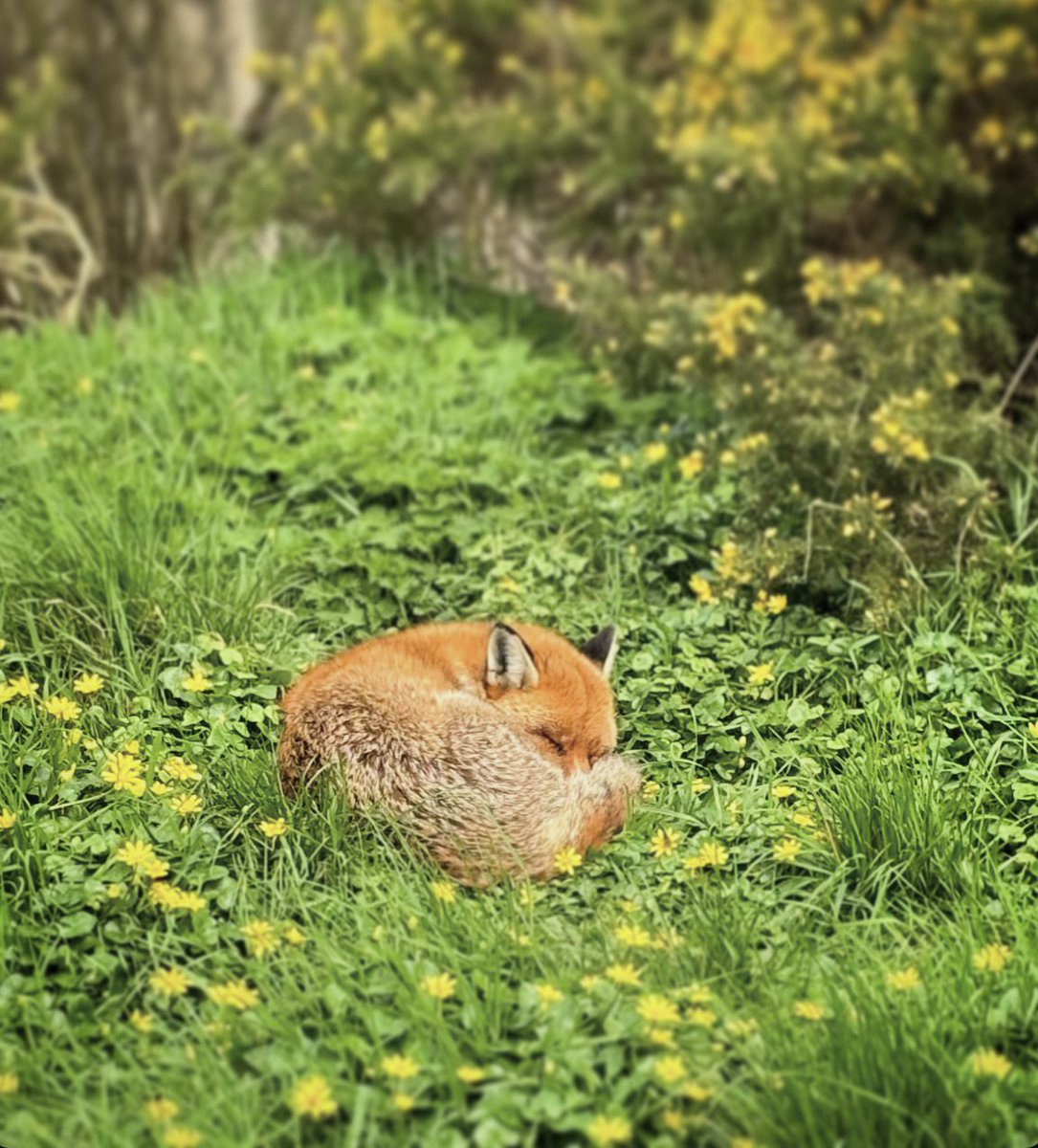 A moment of contentment , shared by @sarahlucy123 for your #FoxOfTheDay