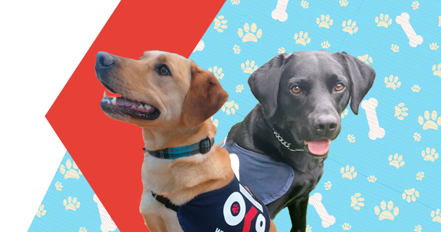 We developed the National Wellbeing and Trauma Support Dogs network to build on local services, providing national guidance making it easier for forces to introduce dogs as part of their wellbeing provision. @OscarKiloNine #MentalHealthAwarenessWeek orlo.uk/r8n9M