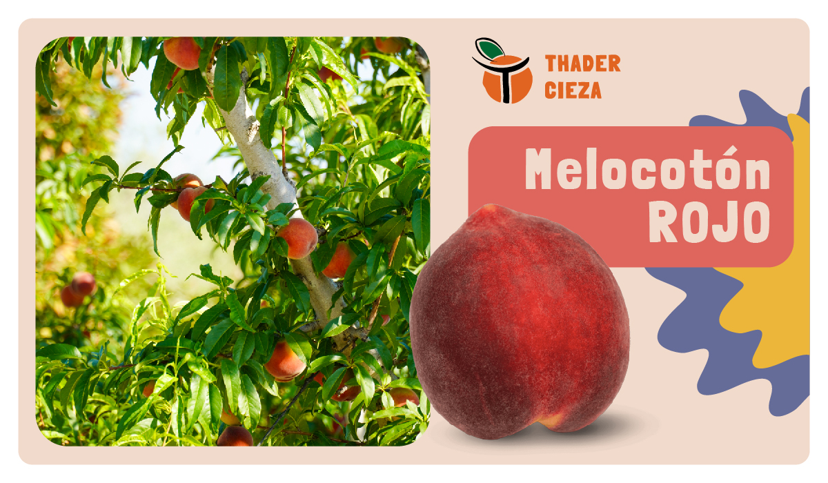 thader_cieza's tweet photo. 🍑🚜#Melocotón rojo origen España producido en la Región de Murcia por nuestros más de 100 socios agricultores.

Las frutas de #Thader Cieza son productos de #cooperativa 🤝 y garantía de gran competitividad en el mercado.
#MelocotónRojo #Frutas https://t.co/pFvSOccGm0