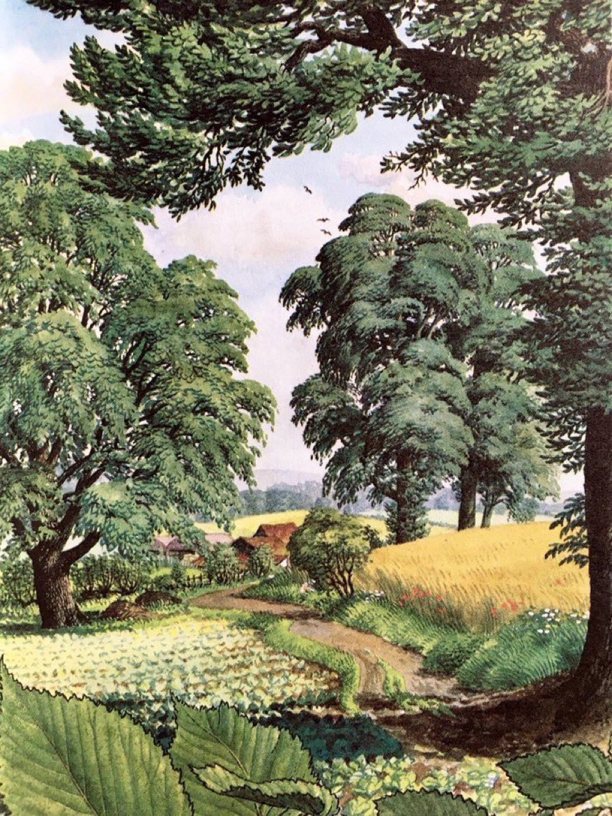 Ladybird Nature Corner. Once a common sight: The Elm (Common Elm and Wych Elm, 1963) Artist: SR Badmin