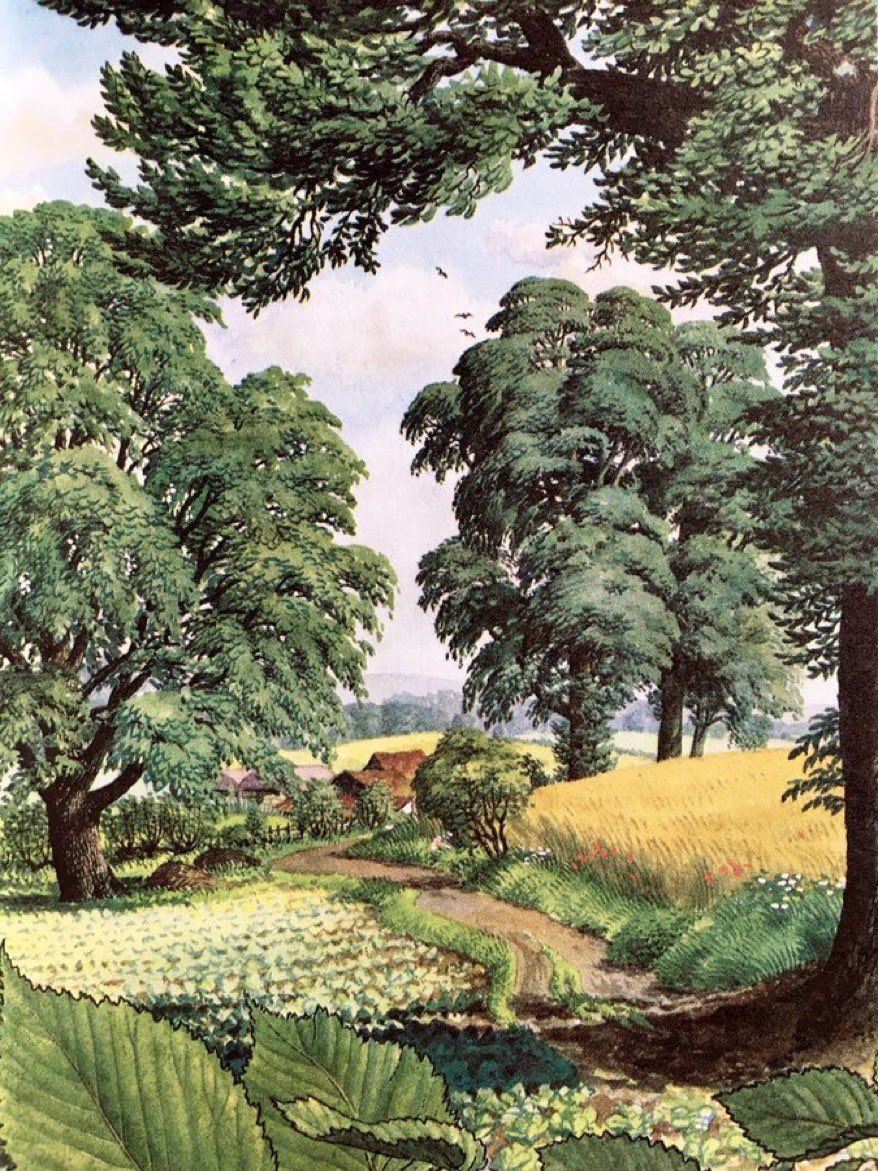 Ladybird Nature Corner. 
Once a common sight: The Elm (Common Elm and Wych Elm, 1963)
Artist: SR Badmin