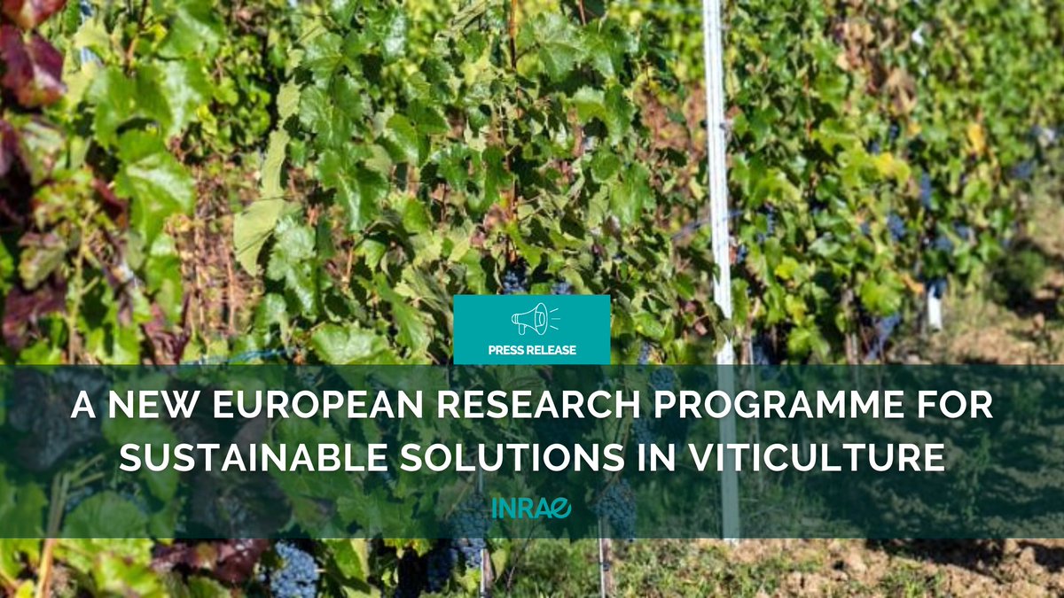 #PR_INRAE Launch of a vast European research programme to support viticulture in its transition to new practices and ensure its viability in the coming decades.

Coordinated by #INRAE over 4 years, GrapeBreed4IPM brings together 19 partners from 7 European countries + 2