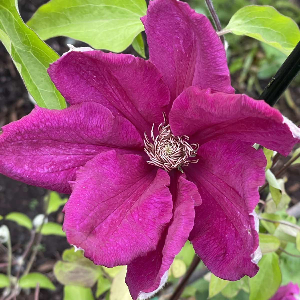 Meanwhile, in my Devon garden the clematis are getting into their stride . A bit late for #magendamonday but just in time for #clematisthursday #flowers #garden