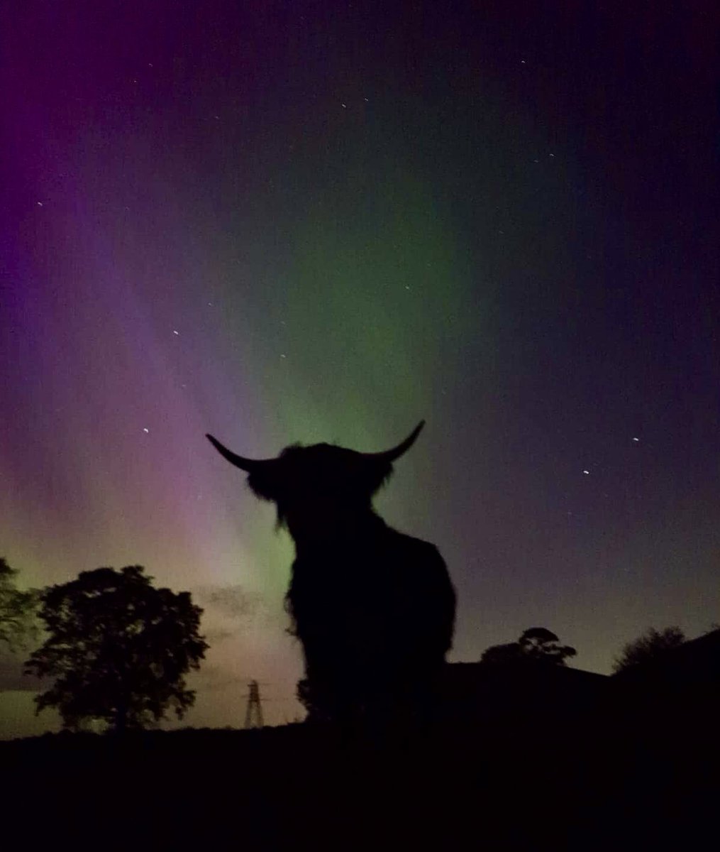 Many thanks to Scott Brown, a great supporter of RSABI, for sharing this ethereal picture he took of the Northern Lights over his @capielaw Highland fold! We’re looking forward to seeing you at @ScotlandRHShow Scott! The lights at the weekend were very special but it can benefit