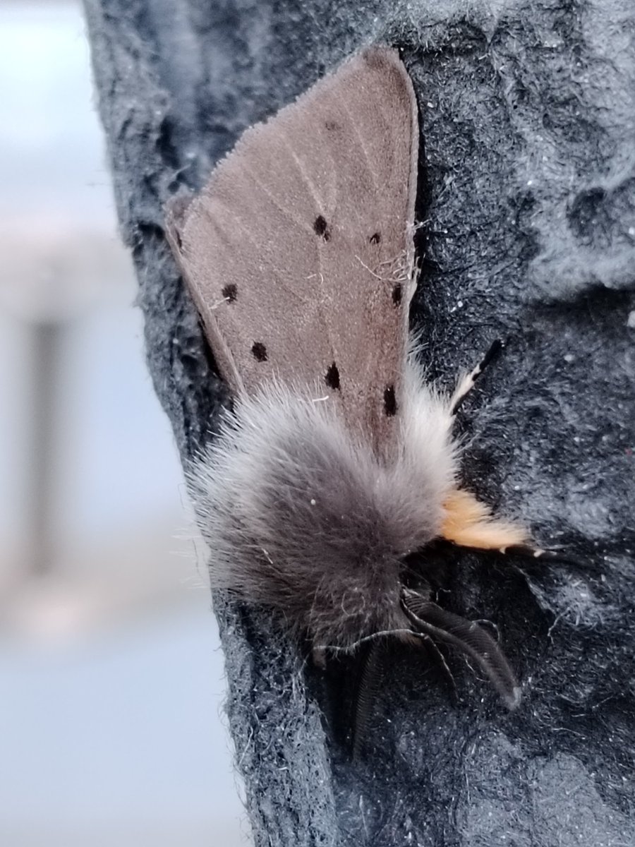 When moths wear Ermine coats! Male Muslin in the garden moth trap last night. ❤️ #natureconnection #mothmatters