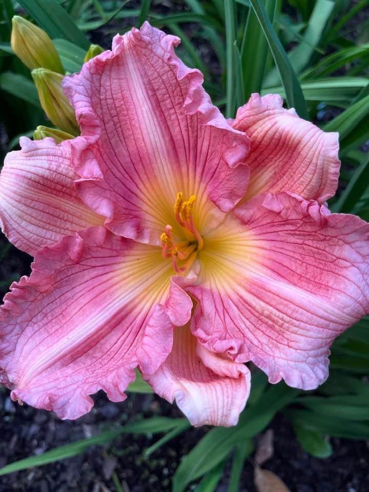 Daylily or Dreamlily ?

Pinebelt Raspberry Frisbee.
By Henry Boykin.
This is one special lily, the smell is gorgeous but the fleshy petals and the colors…it makes me spend to much time just staring at it. 🥹