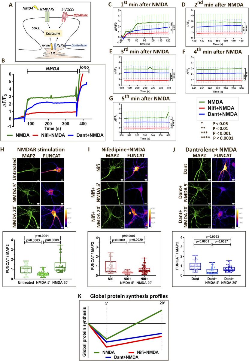 LifeScienceAlliance (@lsajournal) on Twitter photo This work highlights the different calcium channels involved in controlling protein synthesis in neurons, and shows the dysfunction of this process in Alzheimer's disease neurons <a href="/CBR_IISc/">Centre for Brain Research, IISc</a> <a href="/RaviMLab/">Ravi Muddashetty Lab</a> <a href="/R_Sarayu/">Sarayu Ramakrishna</a> bit.ly/3ylYfal This work highlights the different calcium channels involved in controlling protein synthesis in neurons, and shows the dysfunction of this process in Alzheimer's disease neurons <a href="/CBR_IISc/">Centre for Brain Research, IISc</a> <a href="/RaviMLab/">Ravi Muddashetty Lab</a> <a href="/R_Sarayu/">Sarayu Ramakrishna</a> bit.ly/3ylYfal