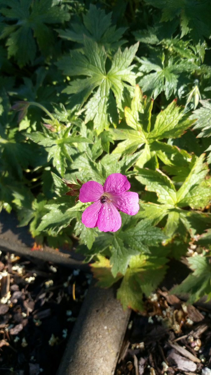 Garden purple. #Garten #Garden