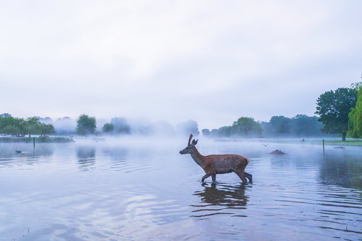 T'was a misty morning with a slight chill in the air - #BushyPark 16.05.24 @theroyalparks @TWmagazines @Teddington_Town @TeddingtonNub @metoffice #loveukweather @Visit_Richmond1 @BritishDeerSoc @WildLondon