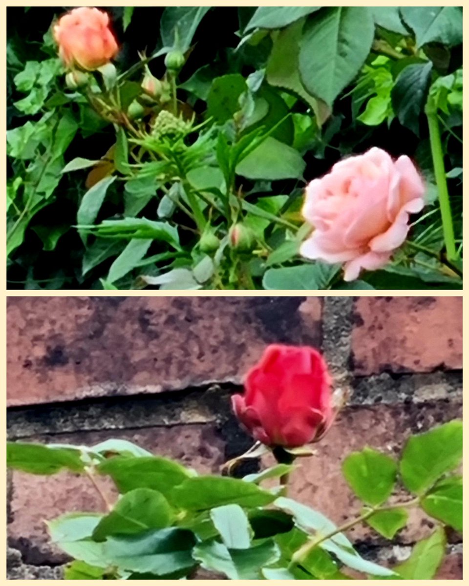 Abit murky at the start of my walk this morning..brightened up by the first roses🌹