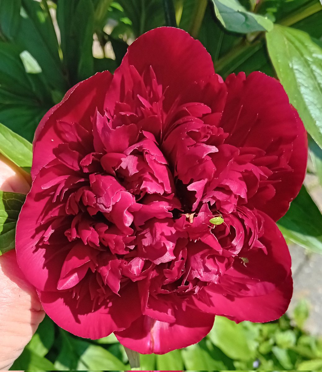 Good morning my friends, a pretty peony for you today 🌺 Have a lovely Thursday and take care 😘 Always be kind 💞