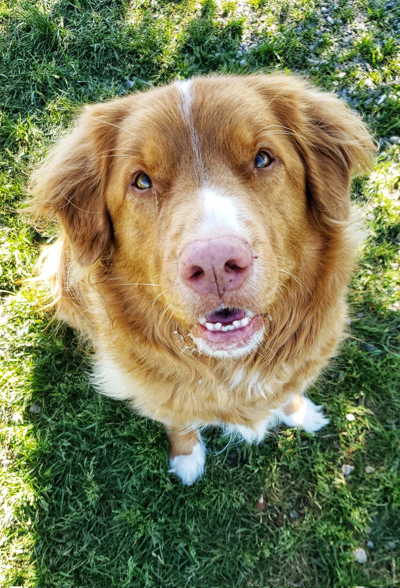 Mr Juno and his handsome face are dominating our #Thursdaythoughts this week! ❤🥰🐾🥰🐶❤🐕 #handsomeboy #ducktoller #walkinthedoginwhitby #walkinthedog