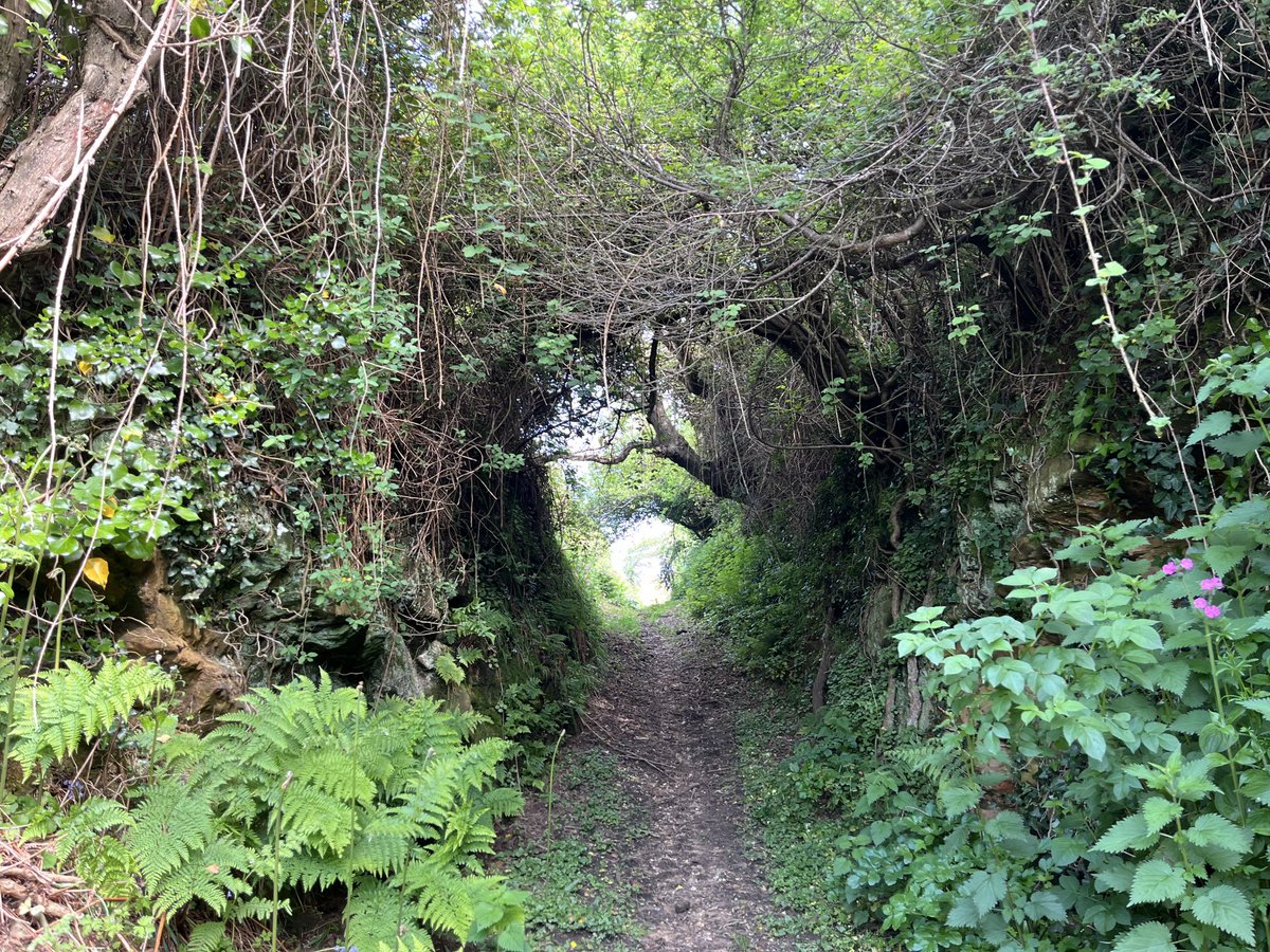 #holloway hunting on the Isle of Wight is not disappointing!

#sunkenlanes #holloways #hollowaywednesday