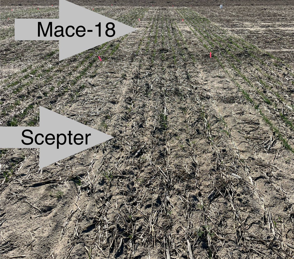 Mid vs long coleoptile rht18 wheat planted at depth, just into moisture on the 10th of April at 11cm
+ 2 cm rain furrow fill 3 weeks later! @theGRDC @CSIRO @rebetzke_0 #longcoleoptilewheat