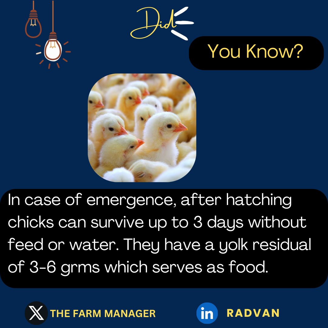 Radvan_Vedasto's tweet photo. With a residual yolk of 3- 6 grams, chicks can survive up to 3 days without feed or water after hatching.
This makes it possible to be shipped to different farmers' locations .
Note: During this period they should be kept in a cool and well ventilated environment.
#Farmlink🐥 https://t.co/bqI10Sb6eT