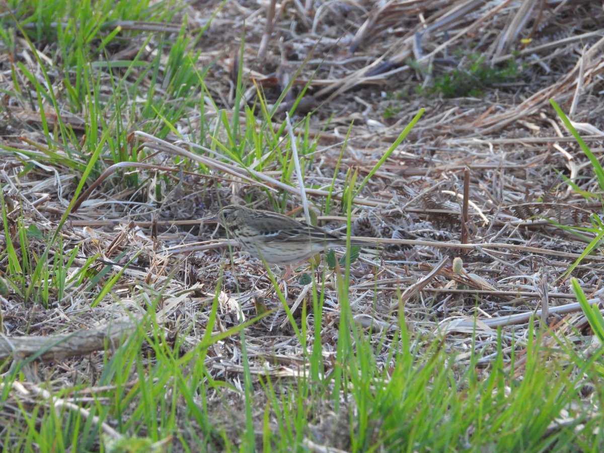 Cetti’s visible for a change and very active on the LORP on the weekend. Pied Flys and tree pipit on Dartmoor also superb