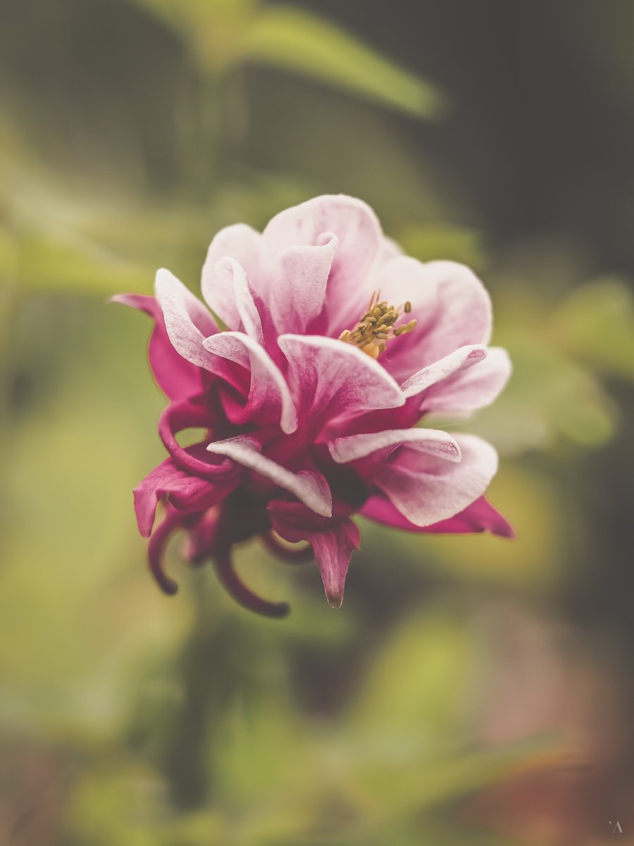 Bloomin’ lovely 🌸 #flowerphotography #macro #photography