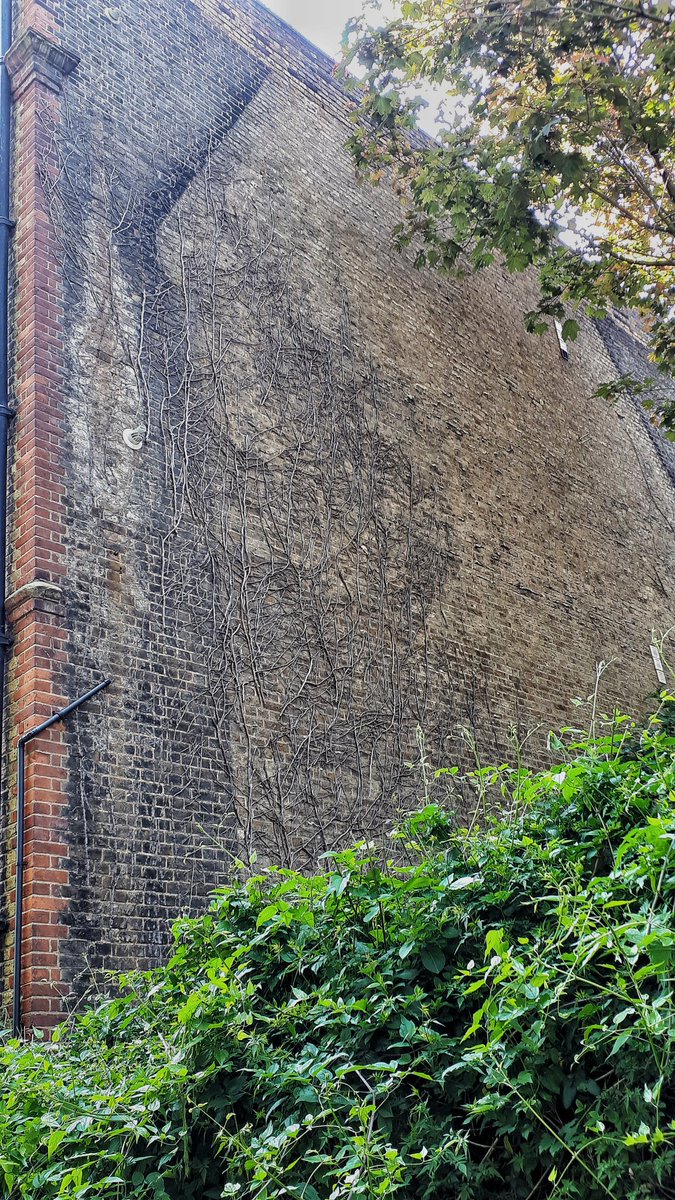 #Nature-made patterns on a wall. In #QuakerGardens, #Islington. 

This is #London. 

#walking #walkingLondon #Londonwalking #photography #streetphotography #urbanlandscape #visitbritain #visitengland #visitlondon #Cuban #Immigrant #Londoner #London  #cycling #cyclinglife
