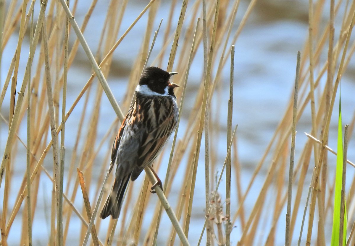 Good Morning 😊 Another Dry overcast start, ideal weather for grass cutting. #reedbunting in full voice spotted on a recent visit to @RSPBAireValley St. Aidans