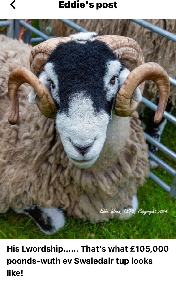My friend #EddieWren took this pic of the most fabulous #Swaledale tup yesterday at #Mungrisedale show in the #Lakedistrict £103k 👍👍
