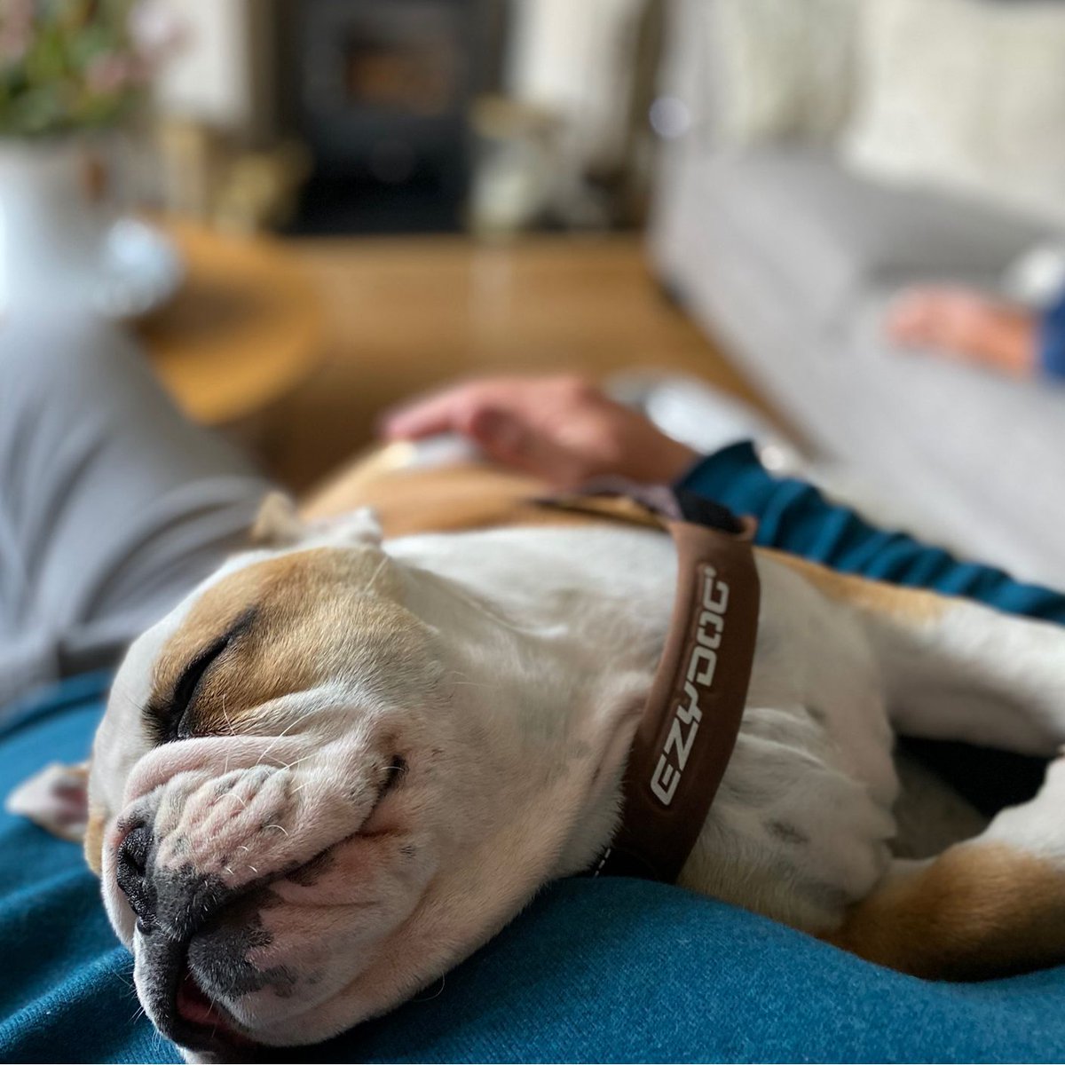 That time the urgent puppy #Snooze kicked in, and I was still in my harness! 💤 💤 Happy #ThrowbackThursday everyone 🐶🐾❤️ Barney #BarneyTheBulldog #DogsOfTwitter #DogsOfX #DogsOfIG #DogsOfFacebook #Bulldog #EnglishBulldog #TBT #Puppy #Throwback