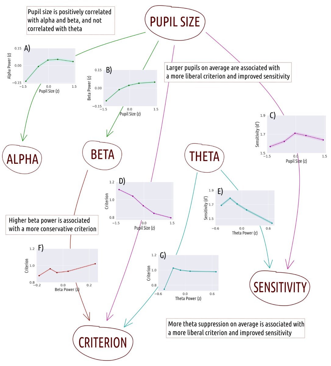 Cogsci.nl (@cogscinl) on Twitter photo Another #pupillometry preprint ahead of #VSS2024! <a href="/veera_ruusk/">Veera Ruuskanen</a> investigates how pupil size 👁️ and EEG power (alpha, beta, and theta 💪) relate to visual sensitivity and criterion in a threshold detection task. doi.org/10.1101/2024.0… 1/6 🧵 Another #pupillometry preprint ahead of #VSS2024! <a href="/veera_ruusk/">Veera Ruuskanen</a> investigates how pupil size 👁️ and EEG power (alpha, beta, and theta 💪) relate to visual sensitivity and criterion in a threshold detection task. doi.org/10.1101/2024.0… 1/6 🧵