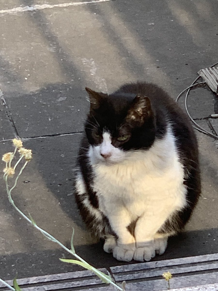 マルちゃん到着😍

キジ白ちゃんが食べているのを
眺めてます😍
#地域猫食堂