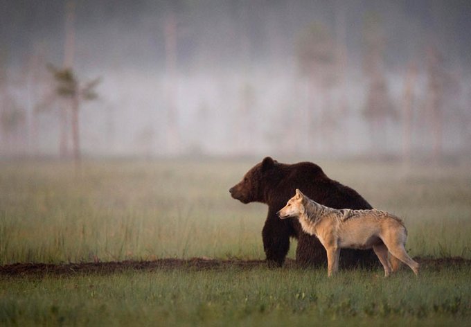 The story of the unusual friendship between a female grey wolf and a male brown bear. They were spotted every night for 10 days straight, spending several hours together between 8pm to 4am. They would even share food together. Finnish photographer Lassi Rautiainen observed them