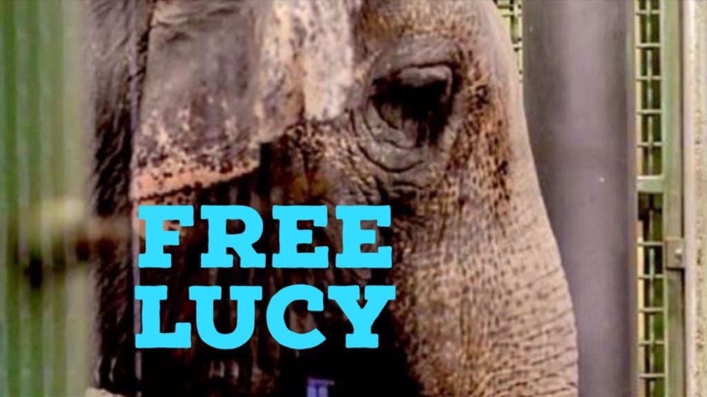 #Lucy is held alone. She’s been made to engage in unnatural behaviors such as painting & tricks. Housed in an extraordinarily small & impoverished environment scientifically known to cause 🐘 🐘psychological & physical harm. Don’t you feel ashamed @AmarjeetSohiYEG 🕰️ 🆓#Lucy