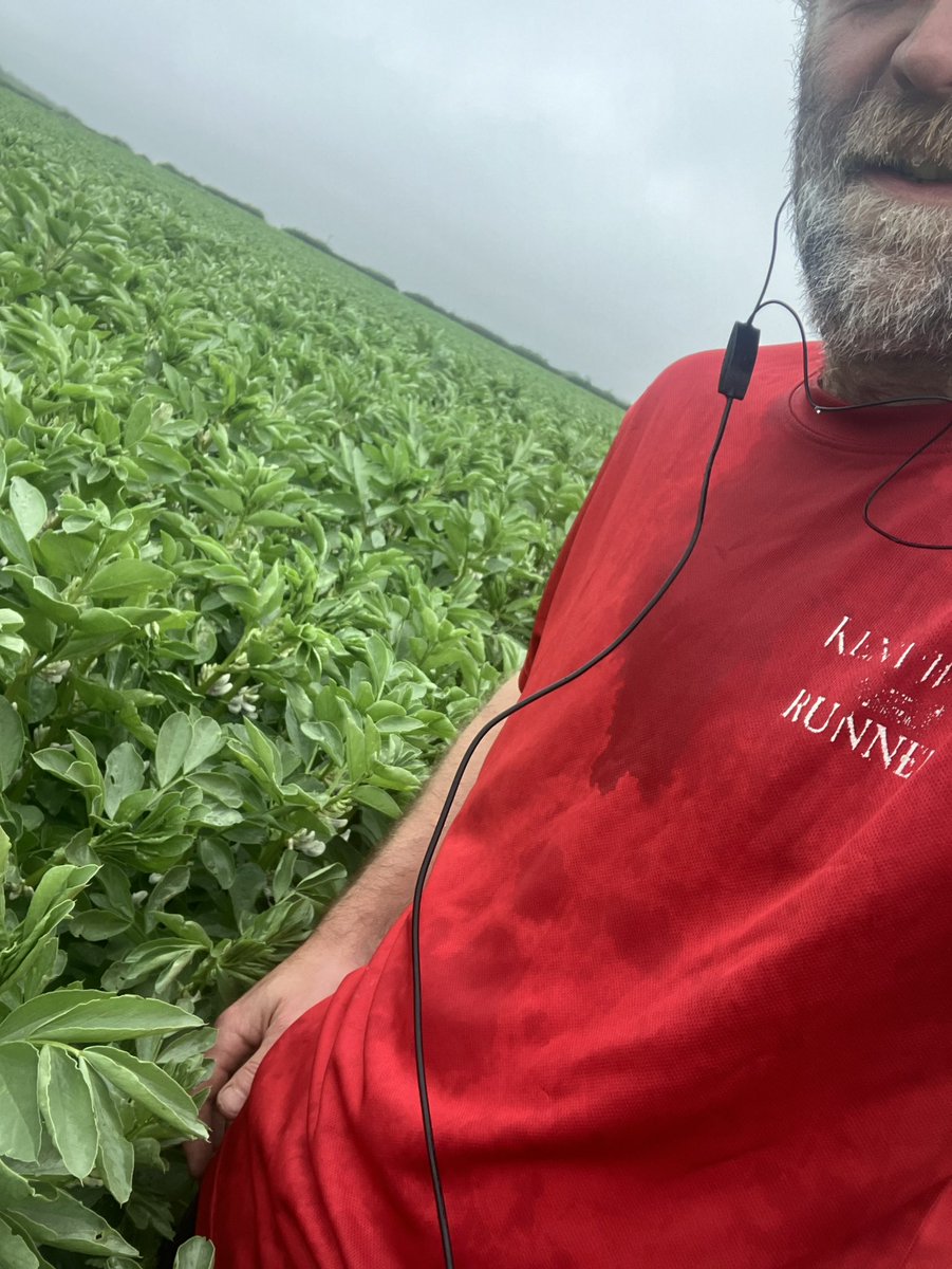 Morning @runningpunks Damp and misty on this morning’s agenda. I had already done 3/4 of the route before discovering that the crops have grown significantly since I last used that path #wetshortscontest. Tunes from Thin Lizzy - Greatest 🤘