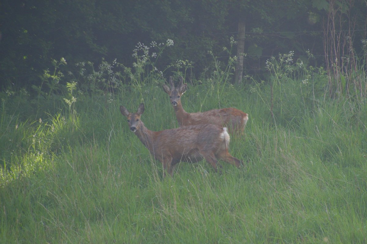 ⁉️⁉️DMNROs contain the power to send highlanders to JAIL for NOT killing deer 🦌what are they - why does Scottish Govt want to introduce them🏴󠁧󠁢󠁳󠁣󠁴󠁿🏴󠁧󠁢󠁳󠁣󠁴󠁿🏴󠁧󠁢󠁳󠁣󠁴󠁿👉🏻 scottishgamekeepers.co.uk/latest-news/20…