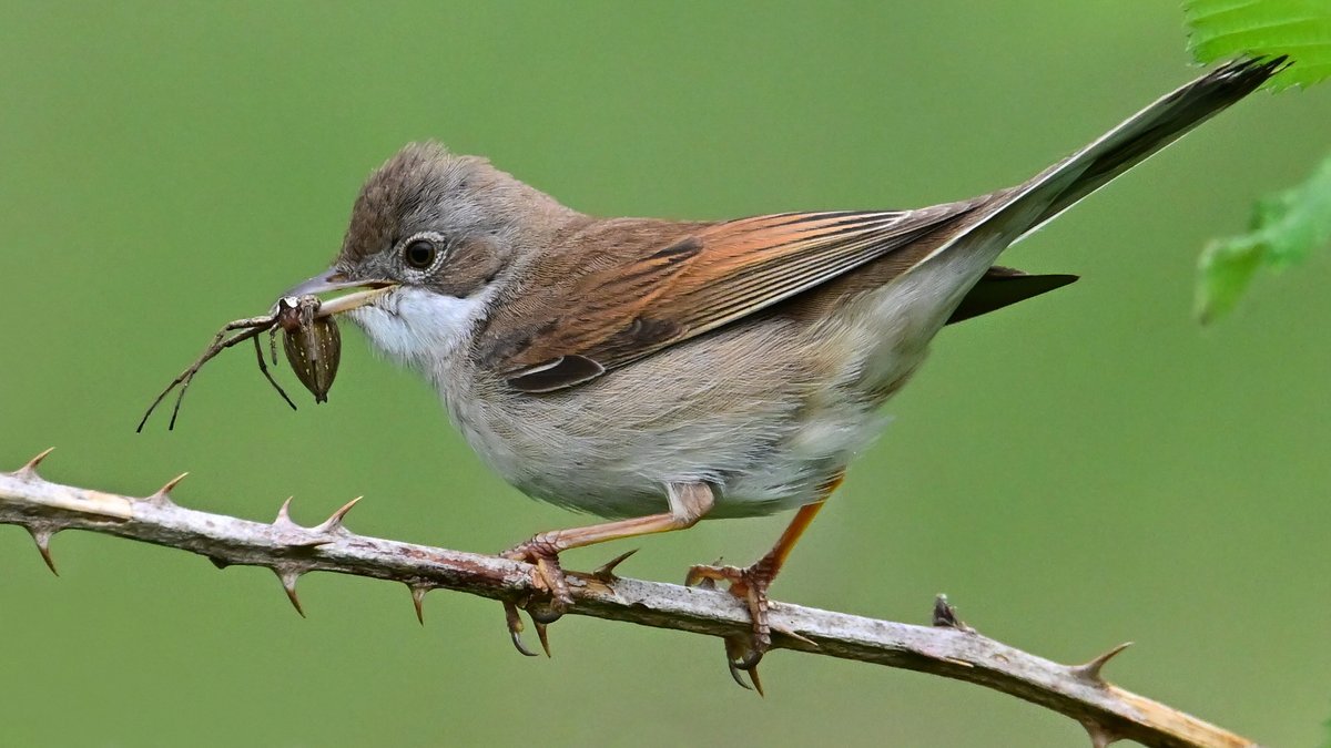 📷 Fauvette grisette - Curruca communis - Common Whitethroat. #birds #oiseau #nature #NaturePhotography #BirdTwitter