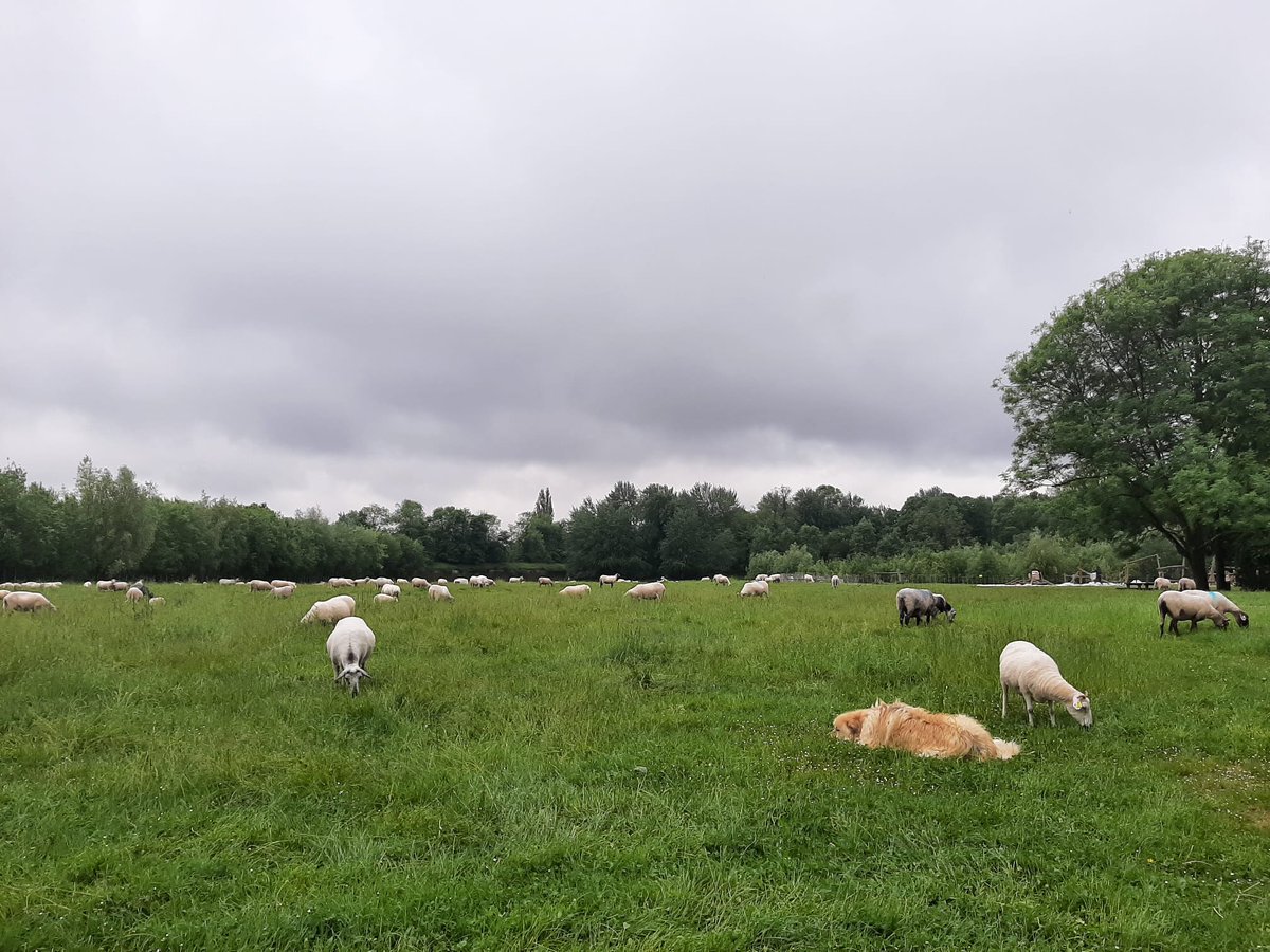 Bonjour à tous,
Vous les avez peut-être croisés ces derniers jours : les moutons sont de retour au parc de la Citadelle de #Lille ! En 2024, ils sont 180 à se livrer à leur traditionnelle mission d'écopâturage 🐑 Sans oublier les fidèles chiens qui veillent sur le troupeau 🐶