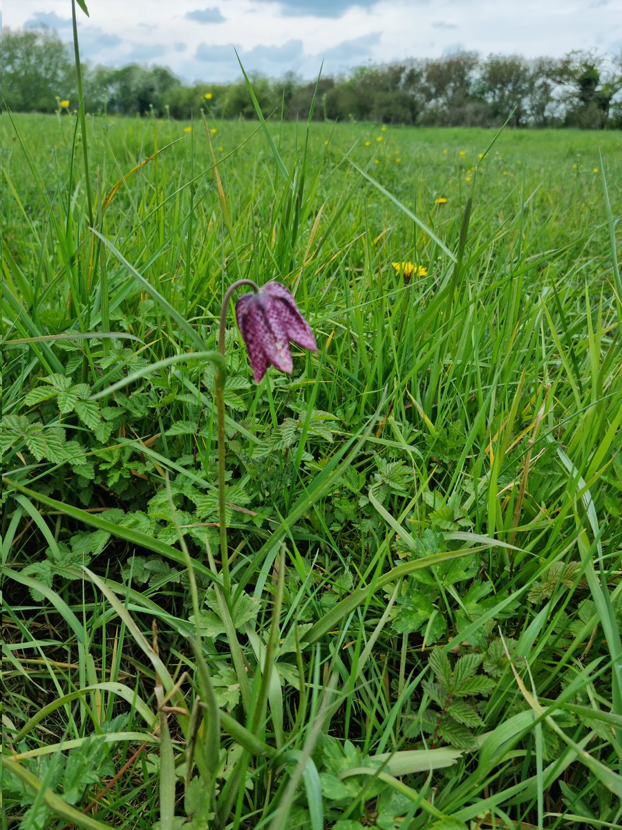 Great day out with Buscot and Coleshill @nationaltrust and @The_RRC looking at river and meadow restoration and finding fritillaries.