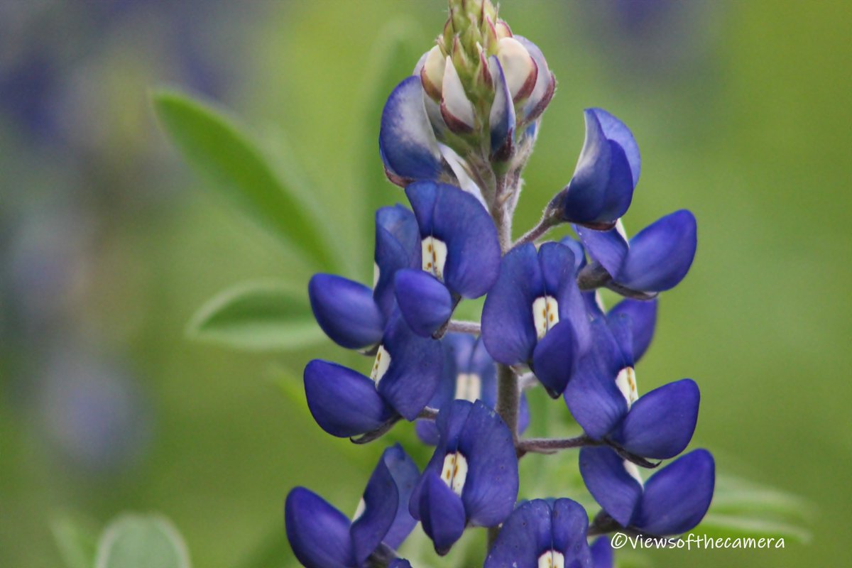 Bluebonnets from April 
#bluebonnets #flowers #flowerstagram #flowergram #outdoors #outdoorphotography #flowerphotography #nature #naturephotography #naturegram #texas #northtexas #photography #photographersofinstagram #photographersoftexas #dallastexas #photogram #ig_texas