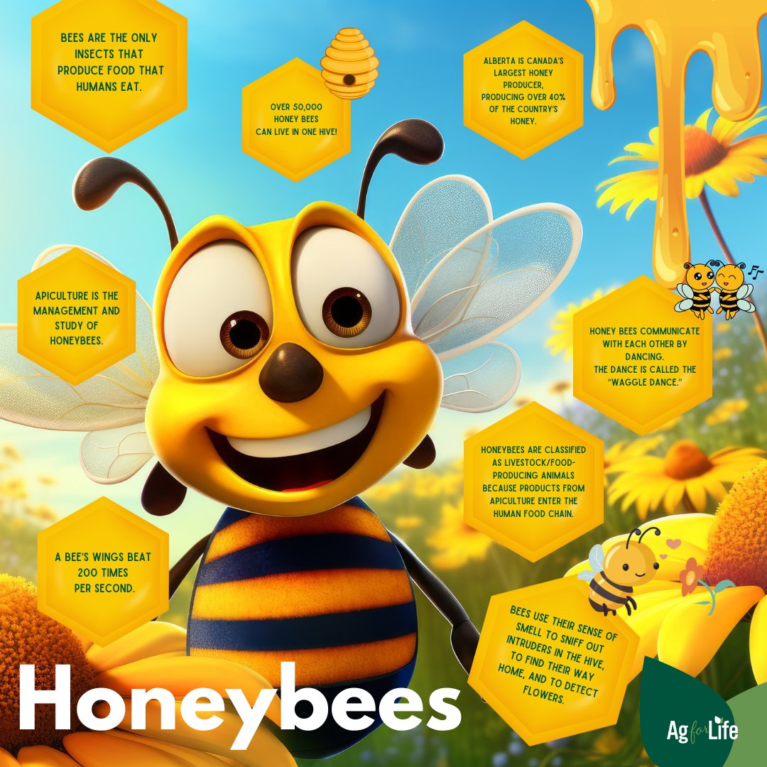 Sweet facts 🐝 #DYK bees pollinate the flowers of about 1/3 of our food supply. Bees, alongside other pollinators such as bats, birds, and butterflies, are crucial for the pollination of a wide range of crops, including fruits, vegetables, oilseeds, and legumes.