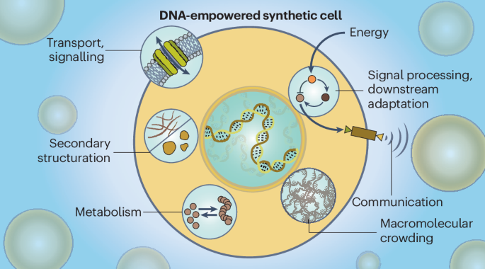 DNA-empowered synthetic cells as minimalistic life forms dlvr.it/T6ypfG nanotechnology