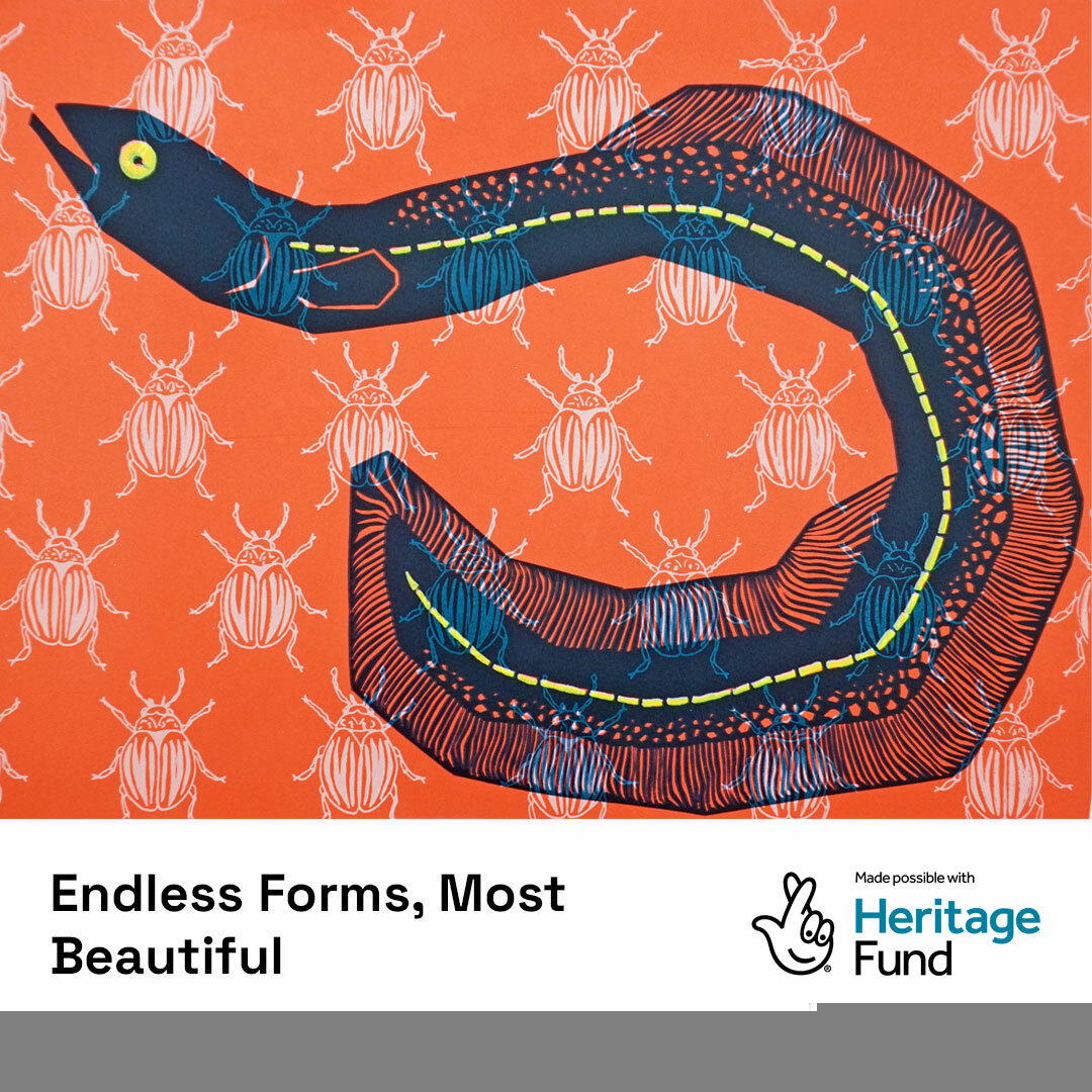 NorthernPrint's tweet photo. Endless Forms, Most Beautiful
Opens Friday 17 May 6.30pm - 10.30pm
A new bestiary and herbarium for at risk species by artists from Northern Print.
Find out more π https://t.co/BvwBO9jGv6
#HeritageFund #studiomembers #collectiveprint #ef_mb https://t.co/cJm26sYrPB