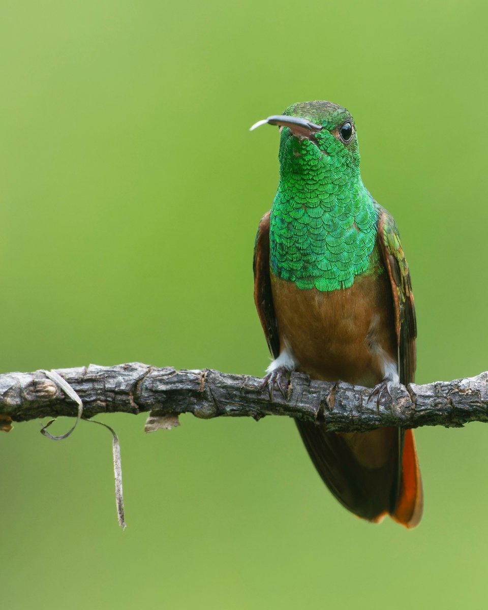 #176 the micro endemic Chestnut-bellied Hummingbird is found within the Capitanejo Canyon in such a small region. Finca Mangomacho has 34 feeders to help these endangered hummingbirds survive. The number of hummingbirds that are at the feeders is absolutely insane to experienc...