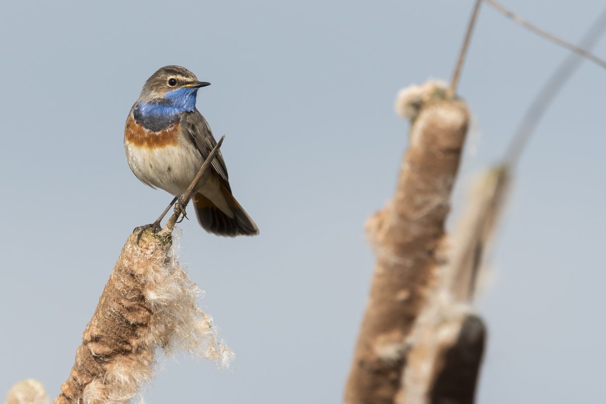 Bijna alles was vol maar er is een nieuwe (gratis) excursie online gekomen bij de #Vogelweek voor komende zaterdagochtend!👌 Wie gaat er mee naar de Vlaardingse Vlietlanden?? 🦅 👉Info en opgeven: vogelbescherming.nl/ontdek-vogels/…