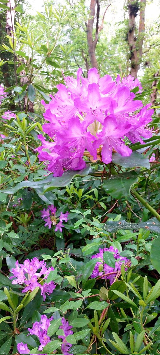mycathardy's tweet image. Rhododendrons at Ken Hill, Snettisham. An invasive plant which is toxic to other plants in the vicinity. #invasive #plants #woodland #Norfolk