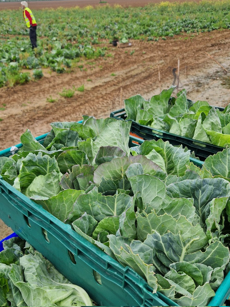 Deal & Hythe Gleaning volunteers were out this week collecting secondary leaf growth on these harvested cabbages. Spring greens packed with vitamins #gleaning @DoverDC @feedbackorg