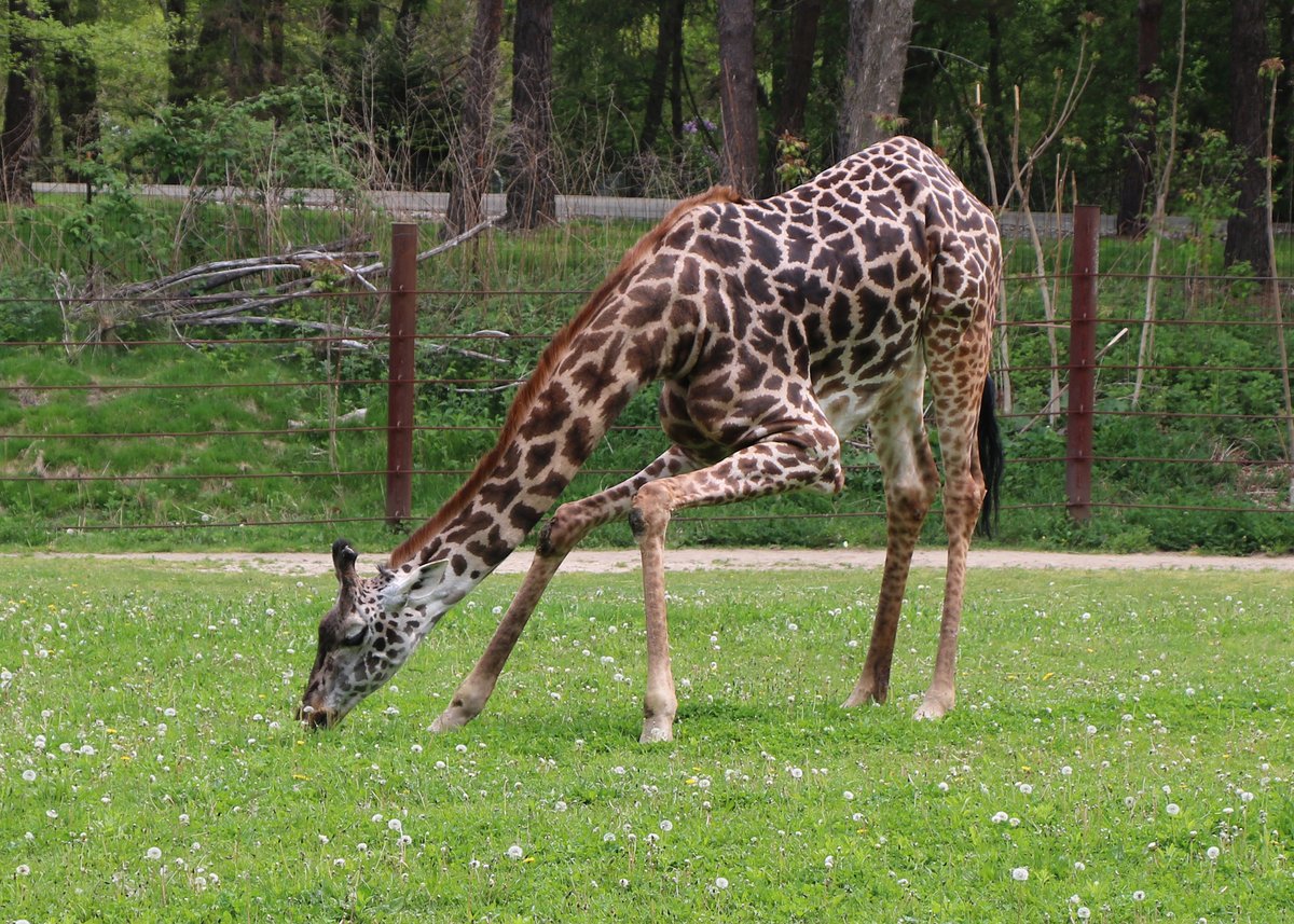 Lucky for Amari, our Masai #giraffes usually eat their special herbivore grain, browse, and hay from giraffe-height feeding perches. The tasty spring shoots on the Giraffe Savannah are just a special treat! #FranklinParkZoo