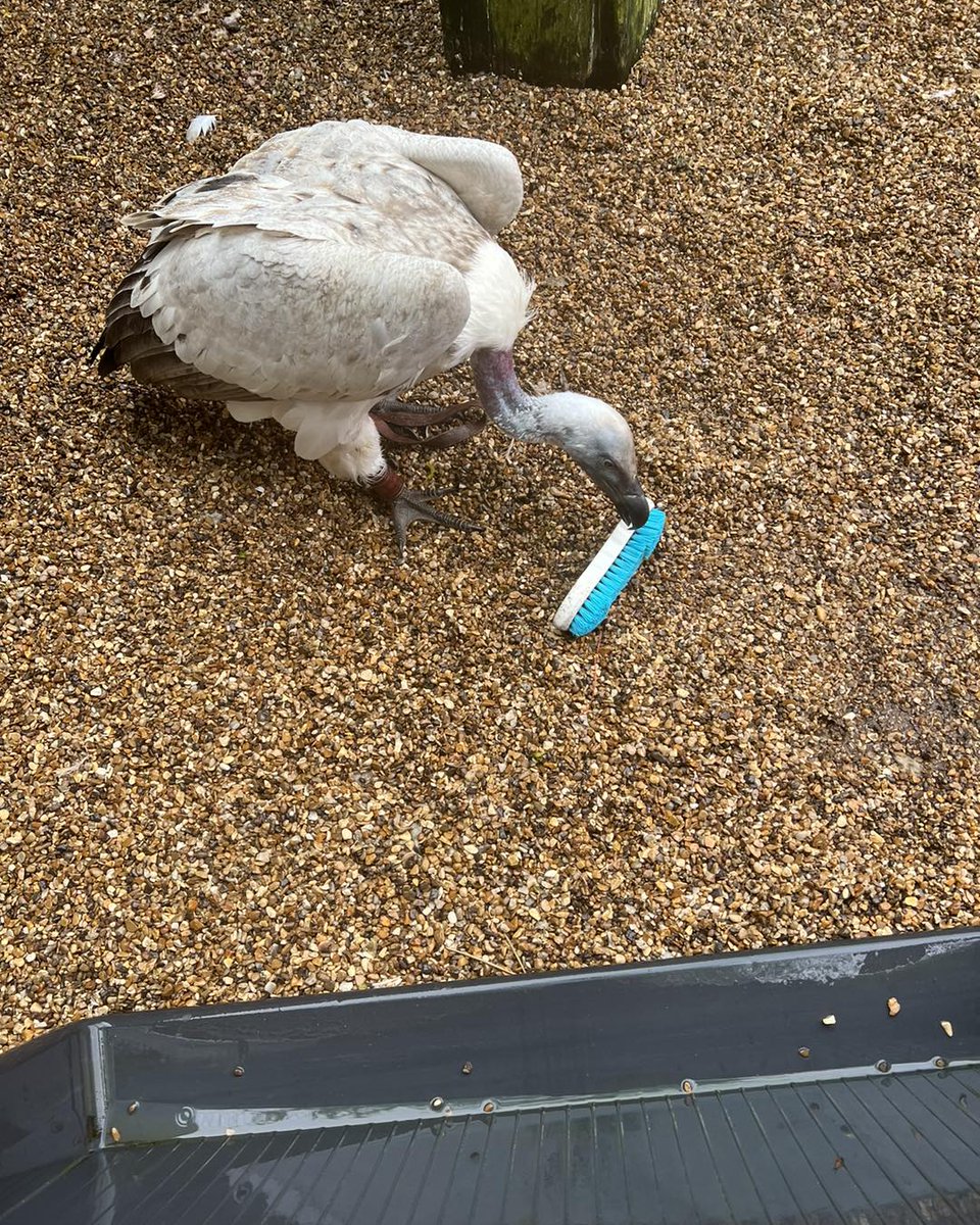 Geoff was helpful for a while and then decided it would be a fun game to run off with the scrubbing brush while I was trying to clean the bath. 🙄