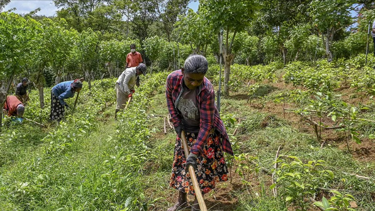 In 2021, Sri Lanka's push for 100% organic farming ended in disaster, driven more by emotion than evidence.