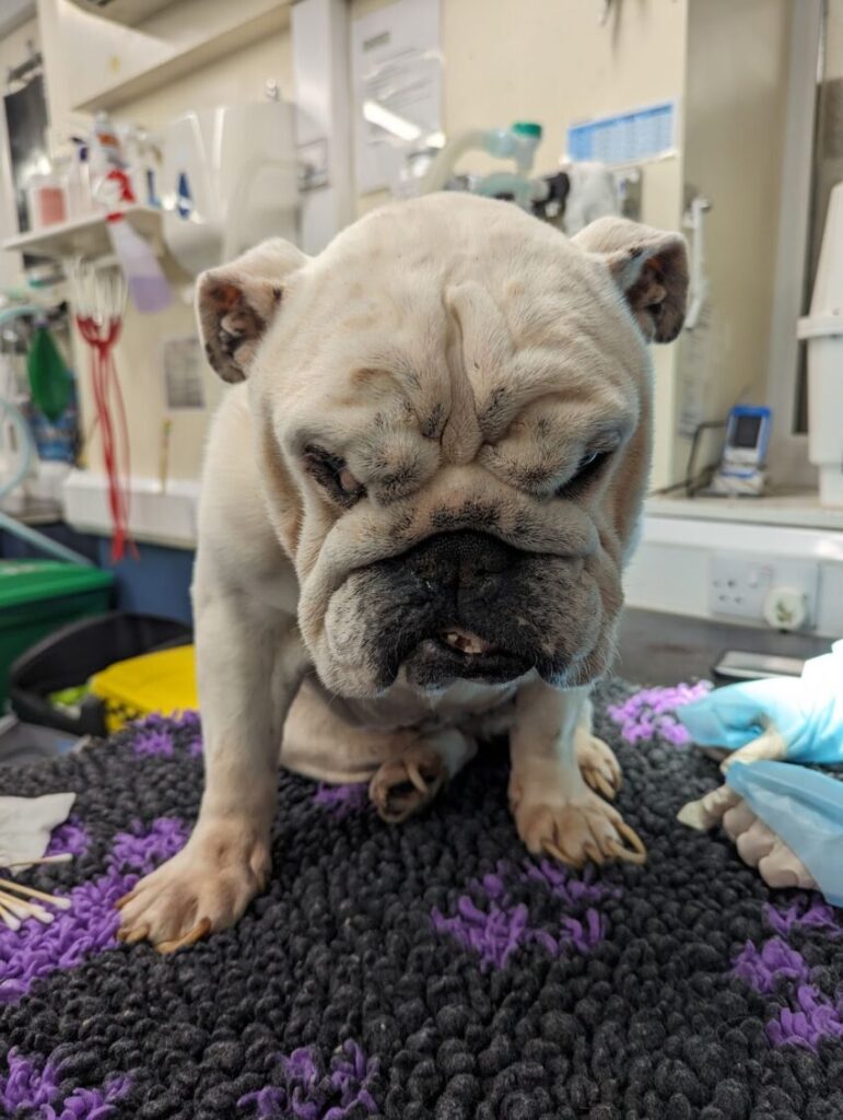 AdoptionsUk's tweet photo. Please retweet RSPCA Appeal ‼️ | #WALES #UK #Uplands, #Swansea | neglected Bulldog rescued after being left in an abandoned property for nearly three weeks. 
RSPCA Deputy Chief Inspector (DCI) Gemma Cooper attended the flat on Tuesday 14 May in the Uplands area after it was believed that the dog – known as Dave – may have been left in the property since 26 April.
“This dog is very unwell and he doesn’t appear to have been attended to for a very long time judging by his poor condition,” said Gemma.
“He has now been taken to a vets for emergency treatment. He has been placed on a drip, is being tube fed and is receiving treatment for anaemia as he has fleas. He is also due to have his nails cut.
“We hope that with some specialist vet care he is able to pull through.”
A microchip was found but the details were attached to the breeder and not to the owner, who is currently unknown.
“At the moment, we don’t know who Dave belongs to,” said Gemma. “What we do know is that his owner had been allowed to stay at this flat with Dave whilst the flat tenant wasn’t there – but his contact details are unknown,” said Gemma.
“It appears that the owner has left Dave there on his own for some time. We’re now appealing for information to try and track this person down to find out what has happened.
“If anyone has any first-hand information which would help with our enquiries please call our appeals line on 0300 123 8018 and quote 01265112.”
https://t.co/yLFibfVgTC...
Credit https://t.co/pnWGlbdXrM

#dogs #pets #Bulldog #RSPCA #Animalwelfare #animalcruelt